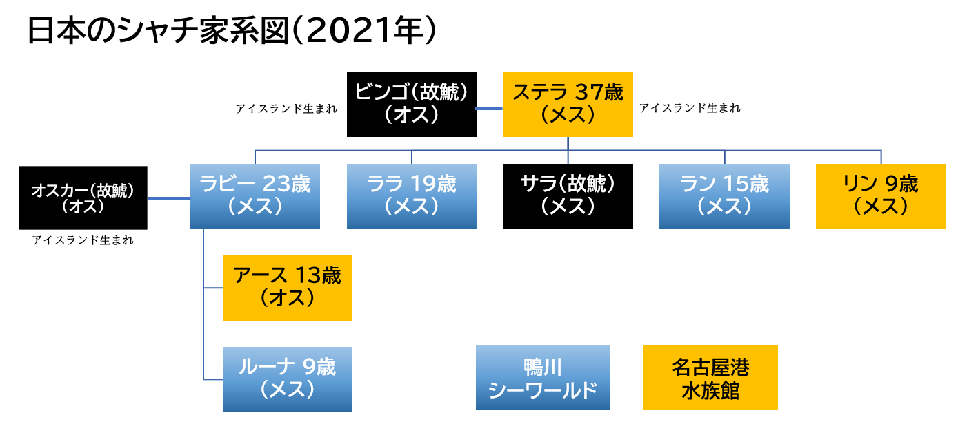 知られざるシャチの世界 グラぽ