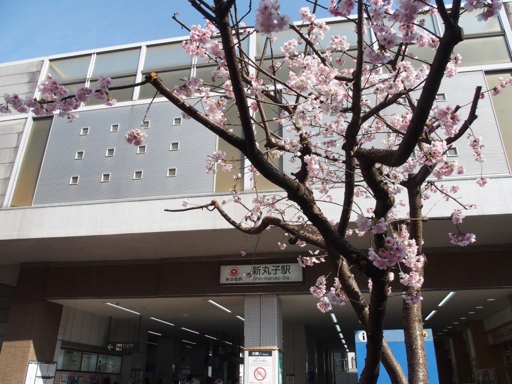 東急新丸子駅。桜がもう咲いている。春がきたようだ。